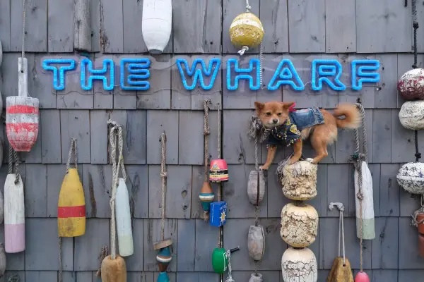 Ocean Drive and Tito’s Handmade Vodka present Bark & Brunch at The Wharf